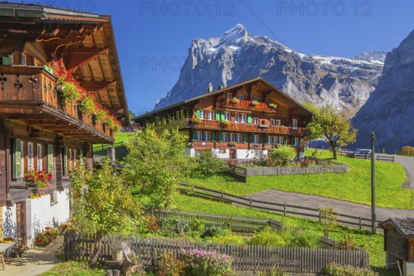 Typical Oberland farmhouses with Wetterhorn 3690m in autumn, Grindelwald, Lütschinental, Bernese Oberland, Canton of Bern, Switzerland