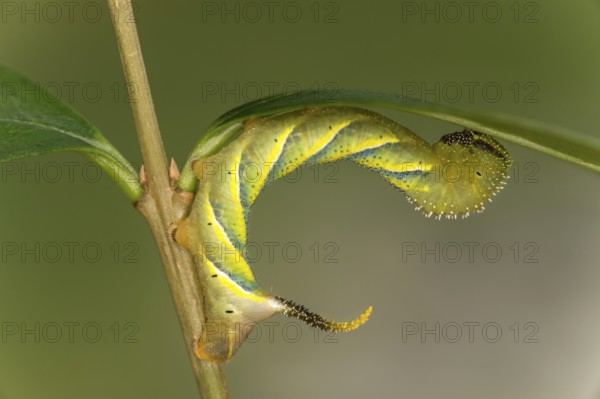 Caterpillar of the skull flock (Acherontia atropos) in development stage L3 stage, Valais, Switzerland