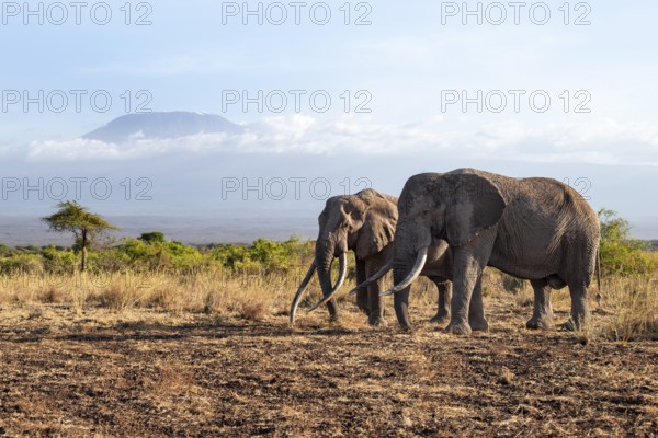 Two African elephants (Loxodonta africana) in a picturesque savanna landscape with the summit of Mount Kilimanjaro, the famous Super Tusker elephant Craig with his friend Pascal, old male with long tusks, in the evening light, Kajiado County, Kenya