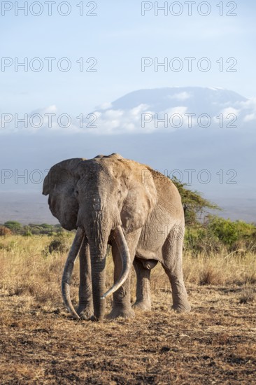 African elephant (Loxodonta africana) in picturesque savanna landscape with the summit of Mount Kilimanjaro, the famous Super Tusker elephant Craig, old male with long tusks, in the evening light, Kajiado County, Kenya