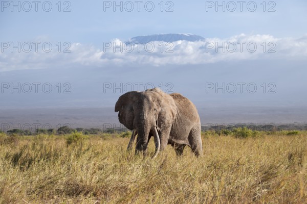 African elephant (Loxodonta africana) in picturesque savanna landscape with the summit of Mount Kilimanjaro, the famous Super Tusker elephant Craig, old male with long tusks, in the evening light, Kajiado County, Kenya