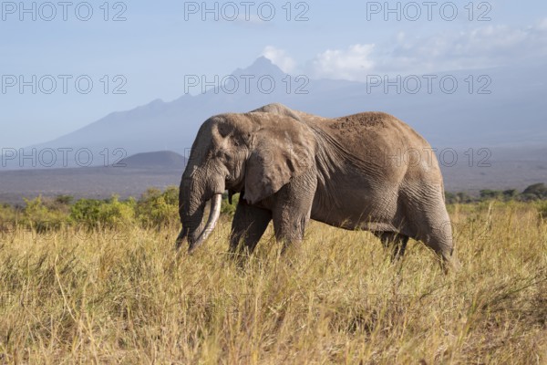 African elephant (Loxodonta africana) in picturesque savanna landscape with the summit of Mount Meru, the famous Super Tusker elephant Craig, old male with long tusks, in the evening light, Kajiado County, Kenya
