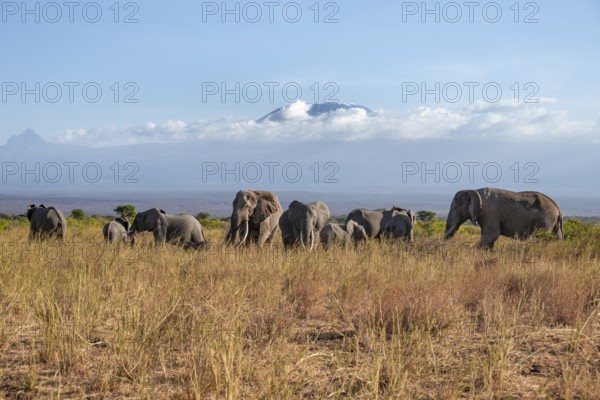 Group of African elephants (Loxodonta africana) in picturesque savanna landscape with the summit of Mount Kilimanjaro, the famous Super Tusker elephant Craig, old male with long tusks, in the evening light, Kajiado County, Kenya