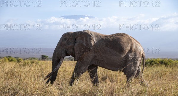 African elephant (Loxodonta africana) the famous Super Tusker elephant Craig, old male with long tusks, in the evening light, Kajiado County, Kenya