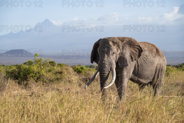 African elephant (Loxodonta africana) in picturesque savanna landscape with the summit of Mount Meru, old male with long tusks, in the evening light, Kajiado County, Kenya