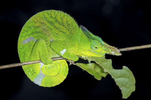 Matschie’s two-horned chamaeleon (Kinyongia matschiei), adult male, chameleon on a branch at night, Amani Nature Forest Reserve, Eastern Usambara Mountains, Tanga, Tanzania