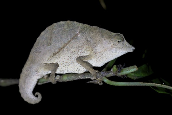 Zomba pygmy chameleon (Rieppeleon brachyurus), white chameleon on a branch at night, Amani Nature Forest Reserve, Eastern Usambara Mountains, Tanga, Tanzania