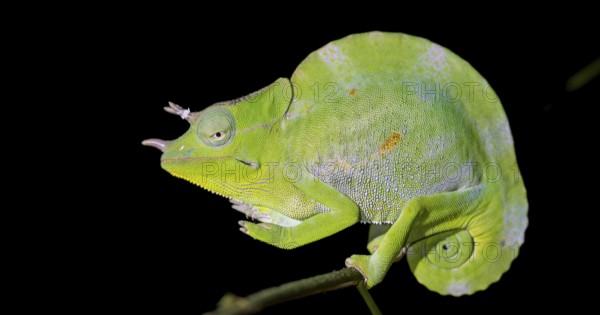 Usambara three-horned chameleon (Trioceros deremensis), chameleon on a branch at night, Amani Nature Forest Reserve, Eastern Usambara Mountains, Tanga, Tanzania