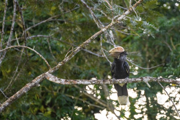 Silver-cheeked hornbird (Bycanistes brevis), adult male, horned raven sitting on a branch, Amani Nature Forest Reserve, Eastern Usambara Mountains, Tanga, Tanzania