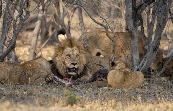 Lion (Panthera Leo) with kill, pack eats captured buffalo, adult male with prey, Moremi Game Reserve, Botswana