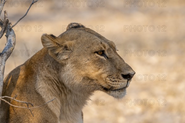 Lion (Panthera leo), adult female, animal portrait, Moremi Game Reserve, Botswana