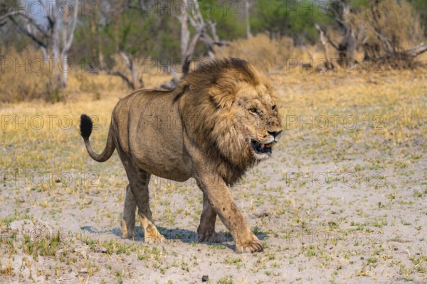 Lion (Panthera leo), adult male walking, Moremi Game Reserve, Botswana