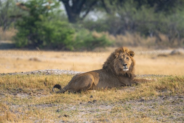 Lion (Panthera leo), adult male lying in yellow grass, Moremi Game Reserve, Botswana