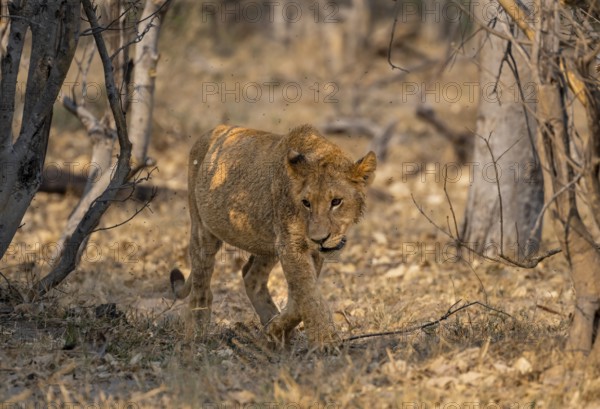 Lion (Panthera Leo), young goes, Moremi Game Reserve, Botswana