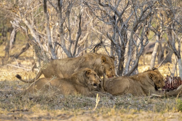 Lion (Panthera Leo) with kill, pack eats captured buffalo, Moremi Game Reserve, Botswana