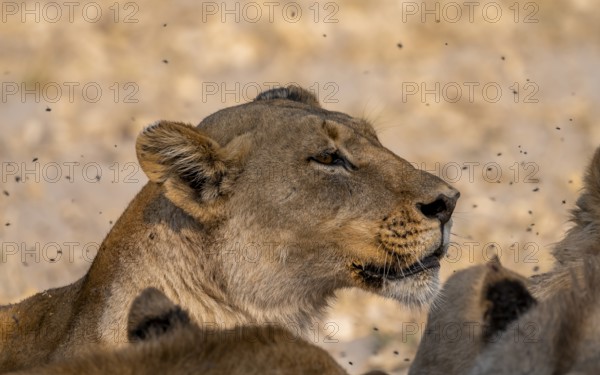 Lion (Panthera leo), adult female in pack, animal portrait, Moremi Game Reserve, Botswana