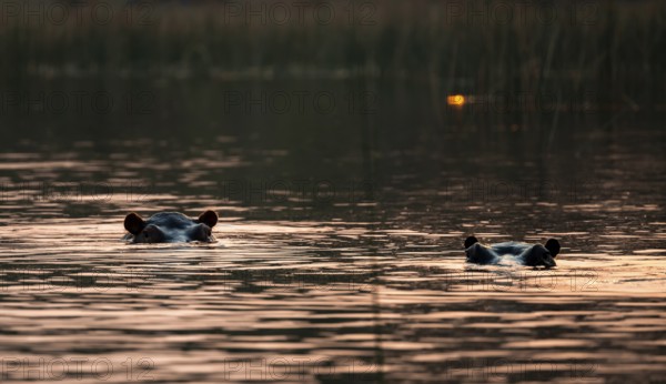 Two hippos (Hippopatamus amphibius) in the river at sunset, Thamalakane River, Okavango Delta, Botswana