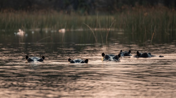 Hippos (Hippopatamus amphibius) in the river at sunset, Thamalakane River, Okavango Delta, Botswana