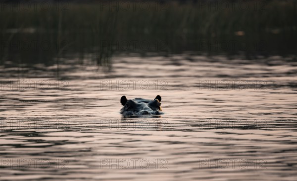 Hippopotamus (Hippopatamus amphibius) in the river at sunset, Thamalakane River, Okavango Delta, Botswana