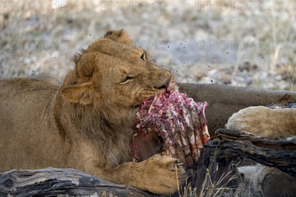 Lion (Panthera Leo) with kill, juvenile male eats the ribs of the captured buffalo, Moremi Game Reserve, Botswana