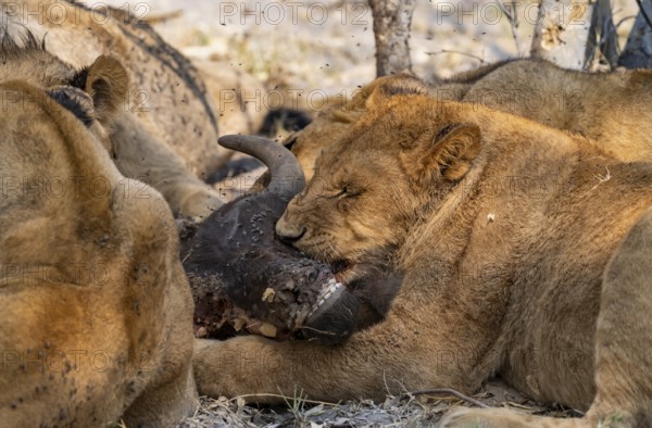 Lion (Panthera Leo) with kill, pack eats captured buffalo, young lion eats on the head of the carcass, Moremi Game Reserve, Botswana