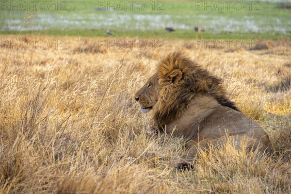 Lion (Panthera leo) adult male sitting in dry grass, Moremi Game Reserve, Botswana