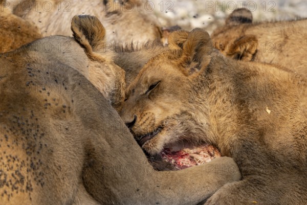 Lion (Panthera Leo) with kill, pack eats captured buffalo, Moremi Game Reserve, Botswana