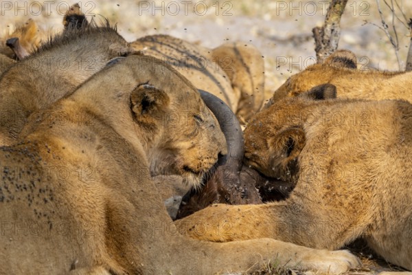 Lion (Panthera Leo) with kill, pack eats captured buffalo, lioness and young lion feed on the head of the carcass, Moremi Game Reserve, Botswana