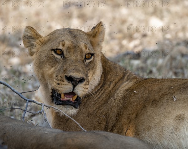 Lioness (Panthera Leo), animal portrait, Moremi Game Reserve, Botswana