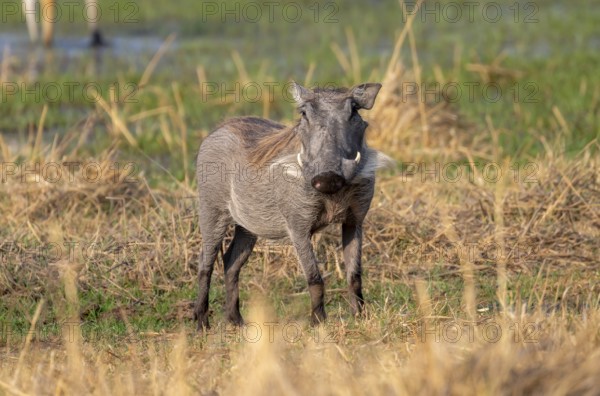 Common Warthog (Phacochoerus africanus), Moremi Game Reserve, Botswana