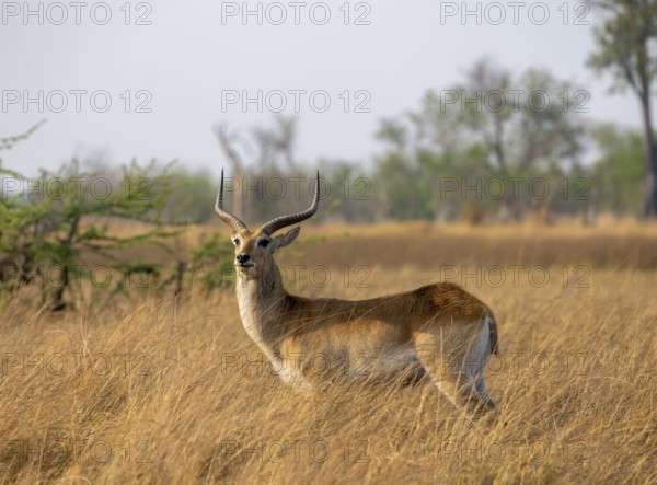 Letschwe or litchi bog antelope (Kobus leche), adult male, in tall dry grass, Okavango Delta, Moremi Game Reserve, Botswana