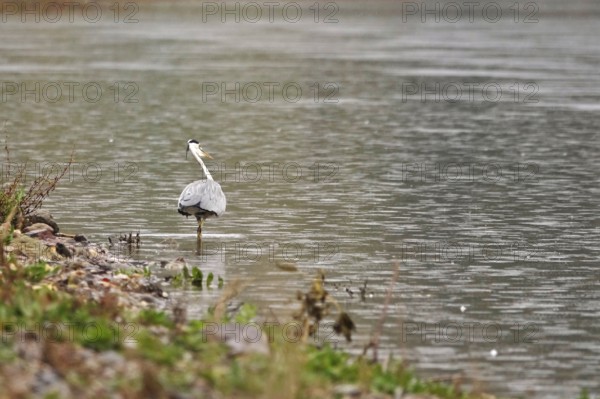 Grey heron, autumn, Germany