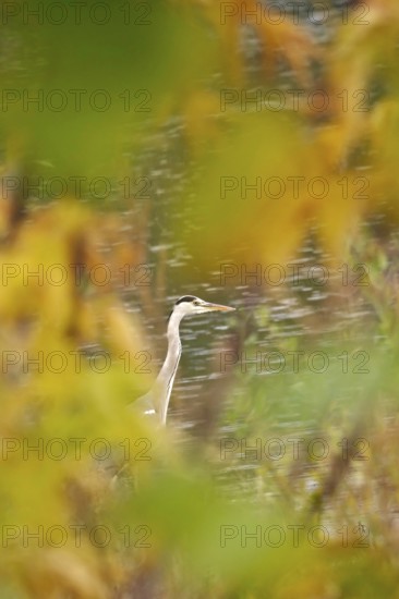 Grey heron, autumn, Germany