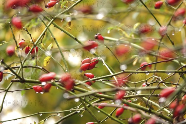 Rose hips with raindrops, autumn, Germany