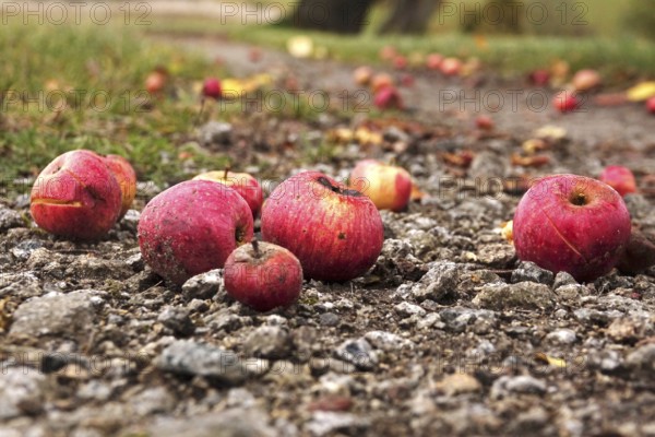 Fallen fruit, autumn time, Germany