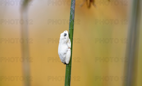 Marbled Reed Frog (Hyperolius marmoratus), white frog sitting on a papyrus, Xakanaxa Lagoon, Okavango Delta, Moremi Game Reserve, Botswana