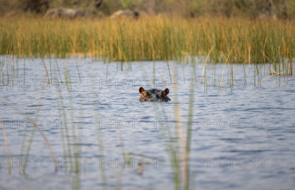 Hippopotamus (Hippopatamus amphibius) in the river, Thamalakane River, Okavango Delta, Botswana