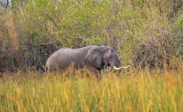 African elephant (Loxodonta africana), on the riverbank between river grass, Thamalakane River, Okavango Delta, Botswana