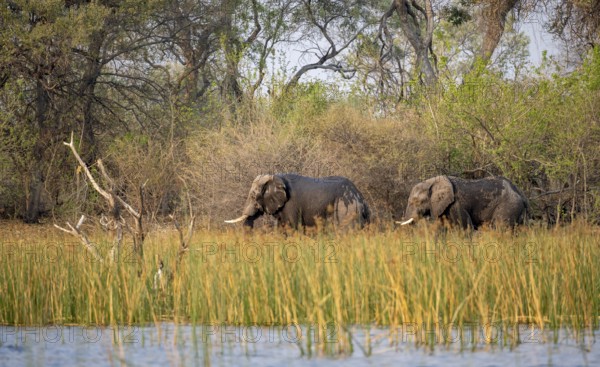 African elephant (Loxodonta africana), elephants on the riverbank between river grass, Thamalakane River, Okavango Delta, Botswana