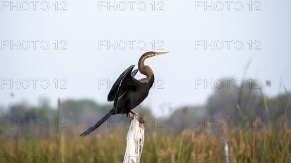 African Darter (Anhinga rufa), sitting on a dead tree, spreading wings, Thamalakane River, Okavango Delta, Botswana