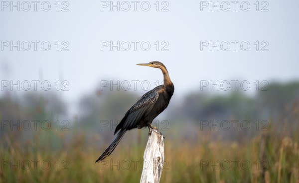 African Darter (Anhinga rufa) sitting on a dead tree, Thamalakane River, Okavango Delta, Botswana