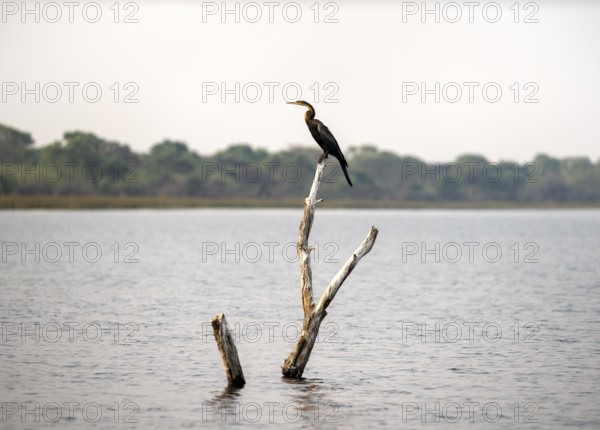 African Darter (Anhinga rufa) sitting on a dead tree in the river, Thamalakane River, Okavango Delta, Botswana