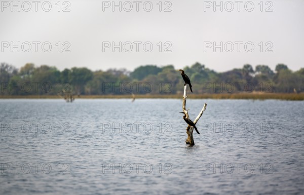 African Darter (Anhinga rufa), two birds sitting on a dead tree in the river, Thamalakane River, Okavango Delta, Botswana