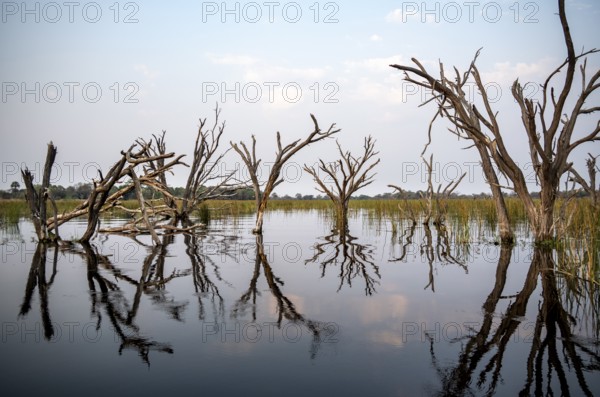 Dead trees are reflected in the river, Thamalakane River, Okavango Delta, Botswana