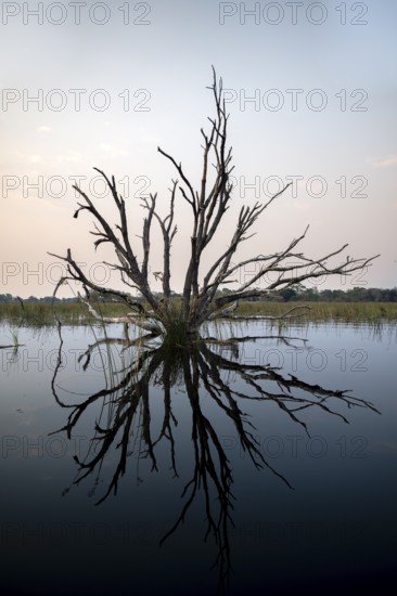 Dead tree reflected in the river, Thamalakane River, Okavango Delta, Botswana