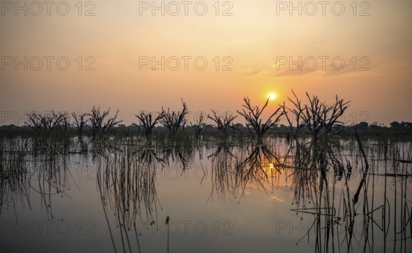 Dead trees are reflected in the river at sunset, Thamalakane River, Okavango Delta, Botswana