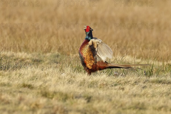 Pheasant, hunting pheasant (Phasianus colchicus), adult male bird courting in a meadow, area demarcation, wildlife, lembruch, ox moor, Dümmer nature park Park, Lower Saxony, Germany
