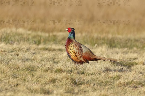 Pheasant, hunting pheasant (Phasianus colchicus), adult male bird in a meadow, wildlife, lembruch, ox moor, Dümmer nature park Park, Lower Saxony, Germany