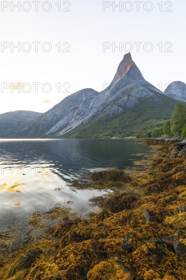 Stetind is illuminated by the first rays of sunshine. Morning light with seaweed on the banks of Tysfjord