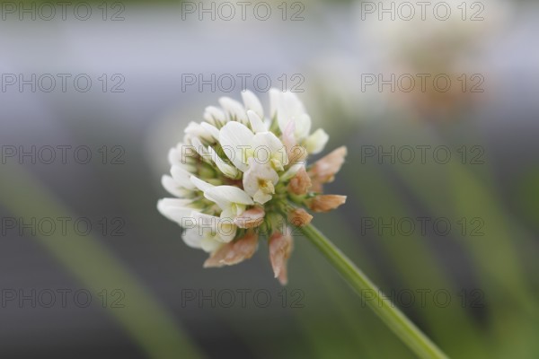 White clover (Trifolium repens), single flower, North Rhine-Westphalia, Germany